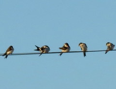 Delichon urbicum urbicum