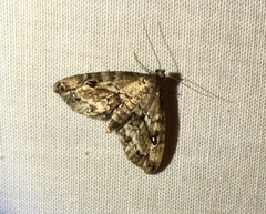 Melanomma auricinctaria