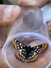 Euphydryas gillettii
