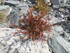 Epilobium porphyrium