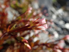 Epilobium porphyrium