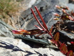 Epilobium porphyrium