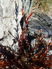 Epilobium porphyrium
