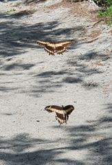 Papilio ornythion ornythion