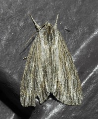 Acronicta lithospila