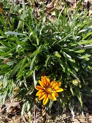 Gazania linearis