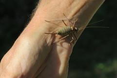 Ephippiger ephippiger