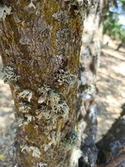 Ramalina fraxinea