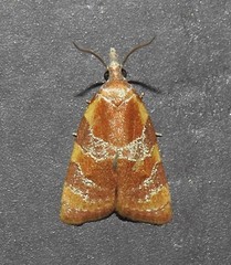 Cenopis diluticostana