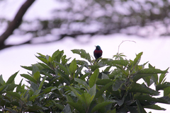 Cinnyris erythrocercus