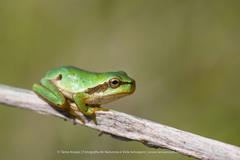 Hyla molleri