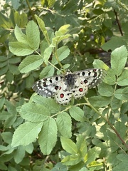 Parnassius