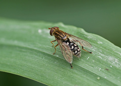 Anasimyia contracta
