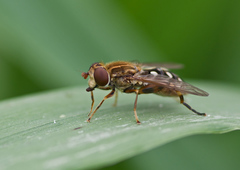 Anasimyia contracta