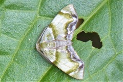 Achrosis incitata
