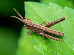 Phlaeoba antennata