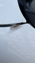 Dichrostigma flavipes