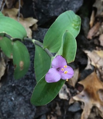 Tradescantia brevifolia