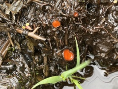 Scutellinia decipiens