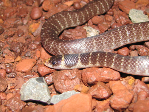 Photo of a North-western Shovel-nosed Snake (Brachyurophis approximans)