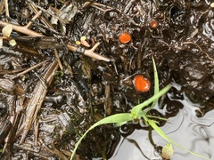 Scutellinia decipiens