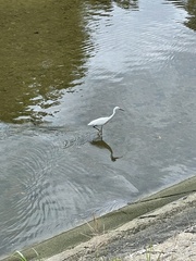Egretta garzetta