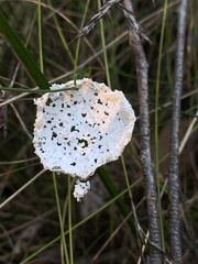 Aleurodiscus sparsus