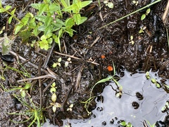 Scutellinia decipiens