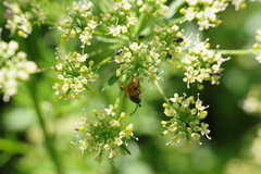 Arge melanochra