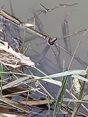 Natrix tessellata