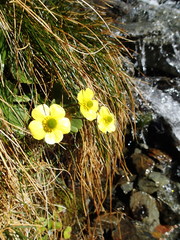 Ranunculus insignis
