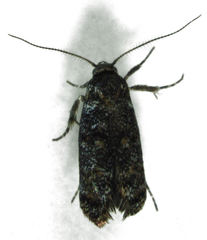 Corocosma memorabilis