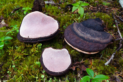 Fomitopsis rosea