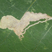 Ectoedemia virgulae - Photo (c) Jim Petranka,  זכויות יוצרים חלקיות (CC BY-NC), הועלה על ידי Jim Petranka