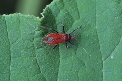 Cutocoris russatus