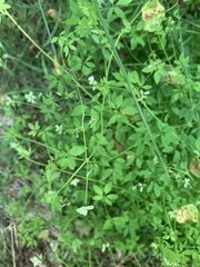 Ceratocapnos claviculata