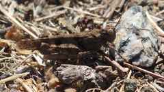 Trimerotropis occidentiloides