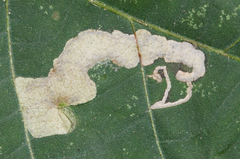Ectoedemia virgulae