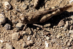 Trimerotropis occidentiloides