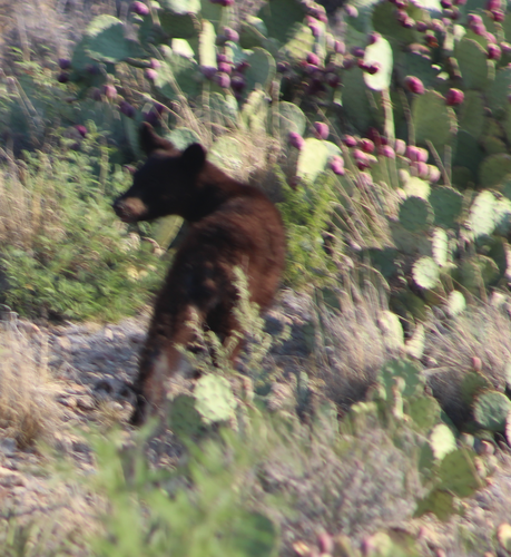 American Black Bear photographed in Texas