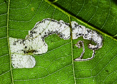Ectoedemia virgulae