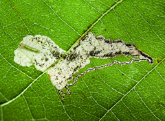 Ectoedemia virgulae