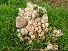 Coprinopsis variegata