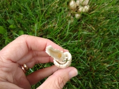 Coprinopsis variegata