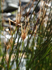 Marsippospermum gracile