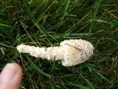 Coprinopsis variegata
