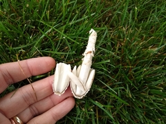 Coprinopsis variegata