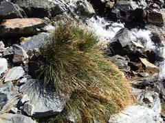 Marsippospermum gracile