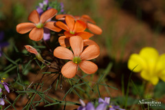 Oxalis gracilis
