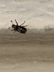 Euparius paganus